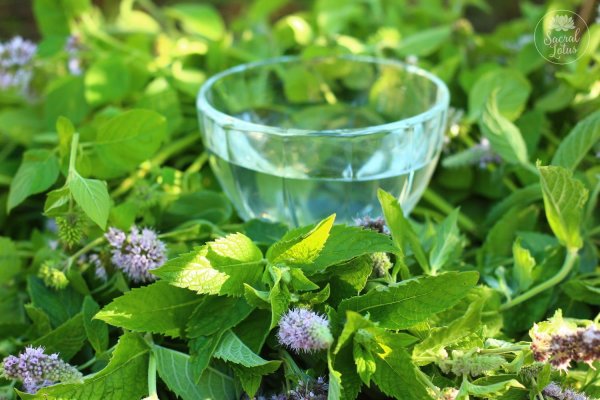 Мята Болотная