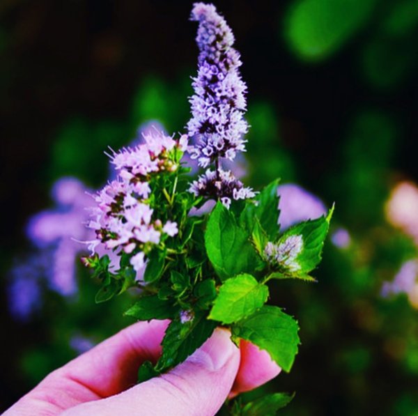 Мята перечная цветение