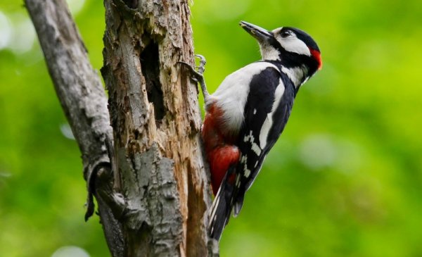 Дятел обыкновенный