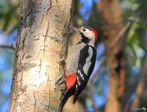 Хохлатый Красношапочный дятел