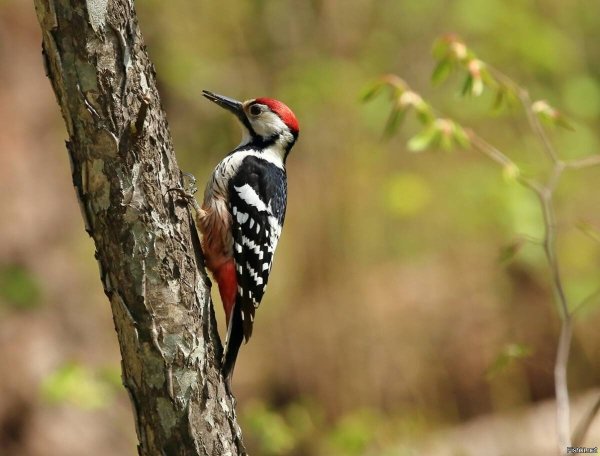 Дятел Красношапочник