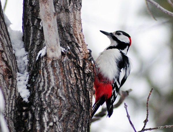 Краснохвостый дятел