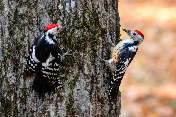 Дятел Красношапочник