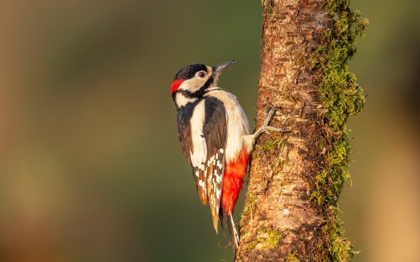 Лесные птицы дятел