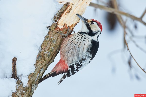 Белоспинный дятел