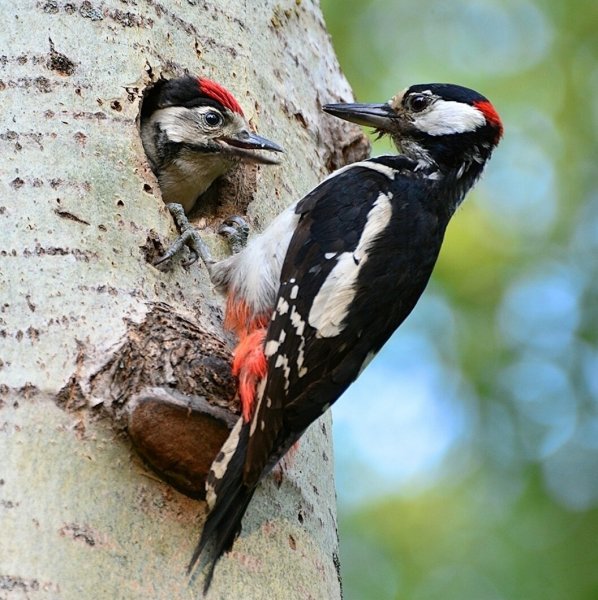 Большой пёстрый дятел птицы