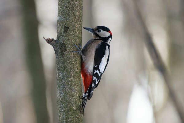 Большой пёстрый дятел