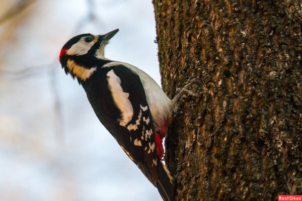 Дятлы Пензенской области