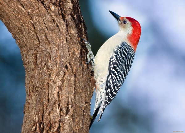 Красношапочник птица дятел
