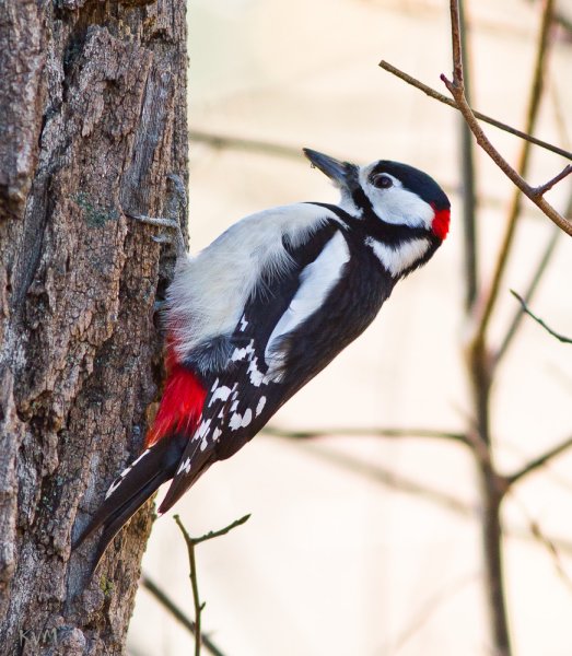 Большой пёстрый дятел Dendrocopos Major