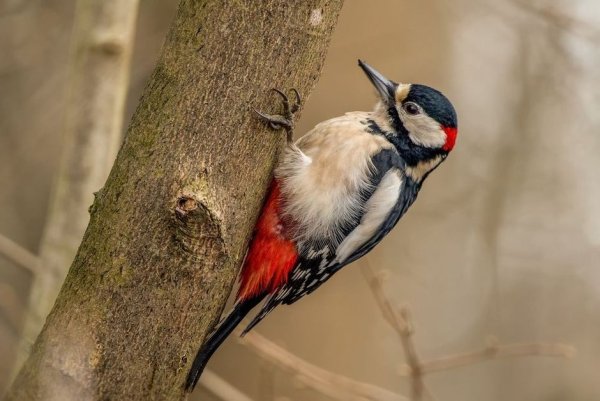 Дятел Желна