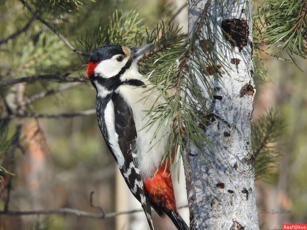 Дикий дятел дровосек