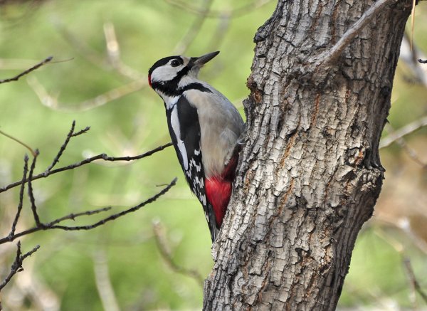Калифорнийский дятел