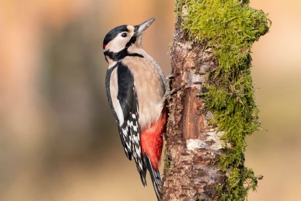 Желтогрудый дятел