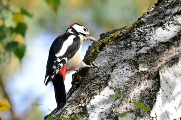 Северный дятел