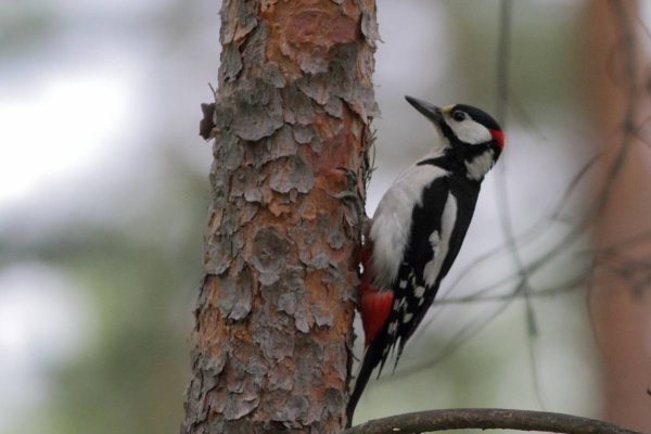 Сахалинский дятел