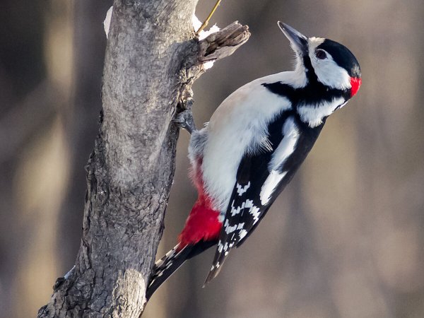 Дятел Красношапочник