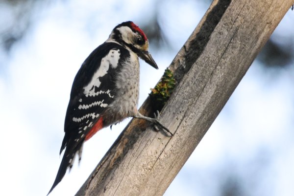 Лапы Дятлов