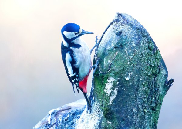 Дятел с голубыми крыльями