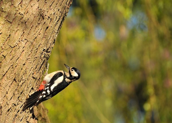 Пестрогрудый дятел