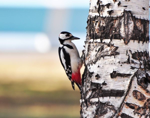 Большой пёстрый дятел
