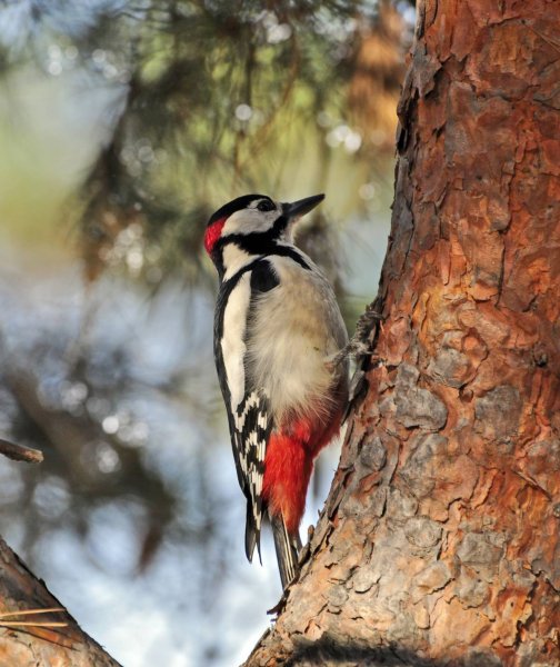 Окинавский дятел