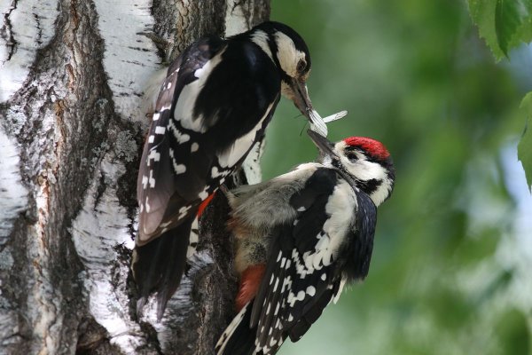 Краснохвостый дятел