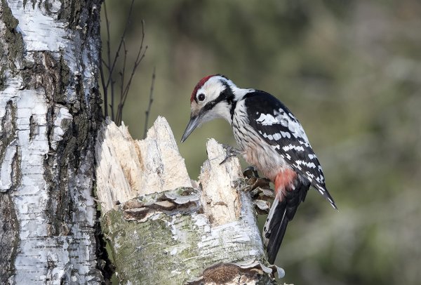 Большой белоспинный дятел