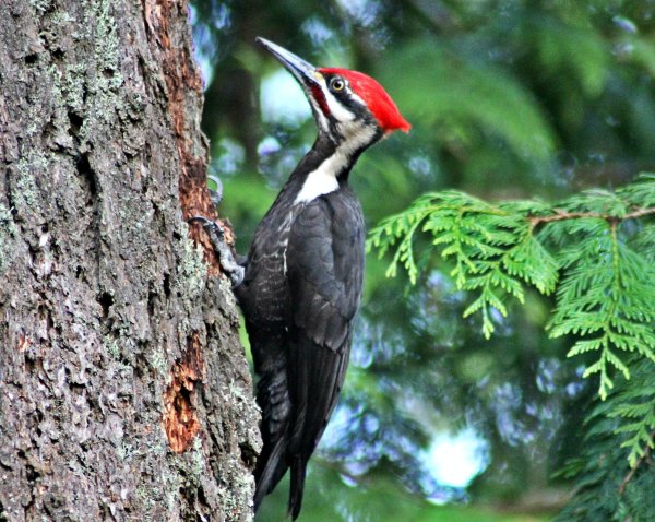 Дятлы Новосибирской области