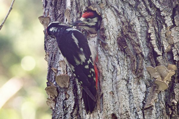 Пёстрый дятел (Dendrocopos Major)