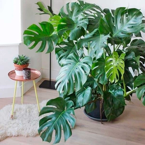 Монстера деликатесная (Monstera deliciosa)