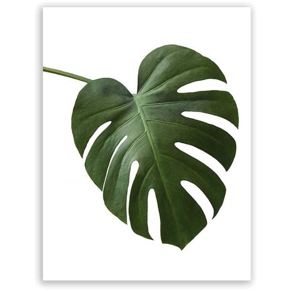 Монстера тонкая Monstera tenuis