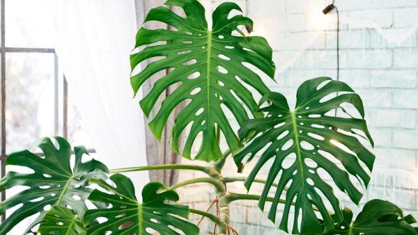 Монстера Делициоза (Monstera deliciosa)