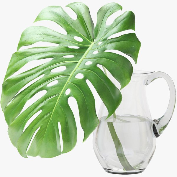 Монстера (Monstera deliciosa) плод