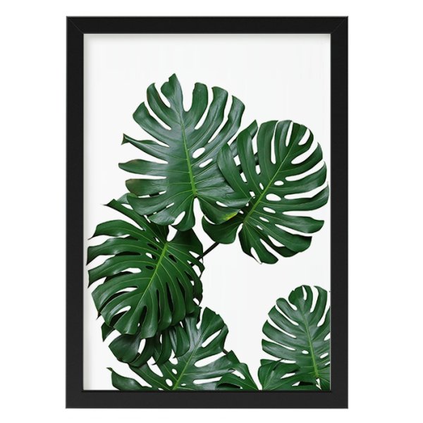 Монстера Делициоза (Monstera deliciosa)