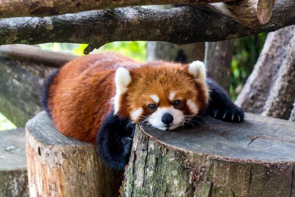 Малая Панда Корея