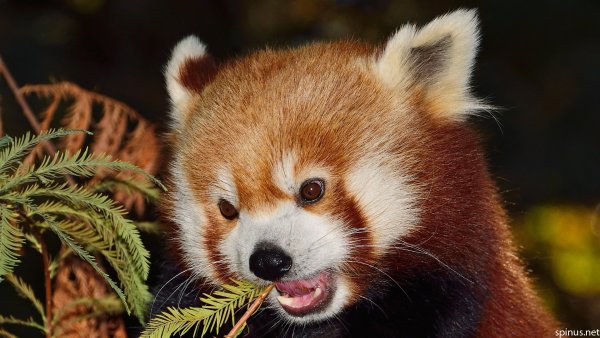 Малая Панда (Ailurus Fulgens