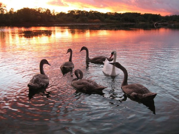 Дикие лебеди фото