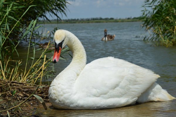 Лебедь фото