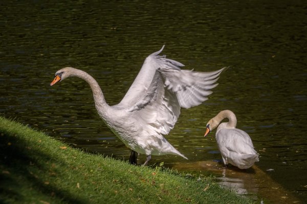 Дикие лебеди смотреть онлайн бесплатно в хорошем качестве