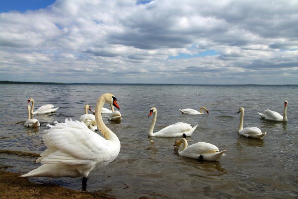 Нарочь озеро Лебединое