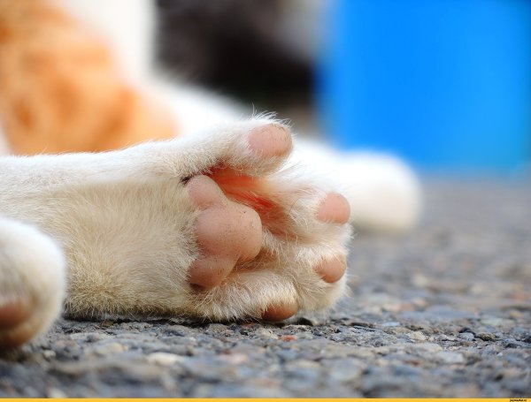 Подушечки лап у кошек