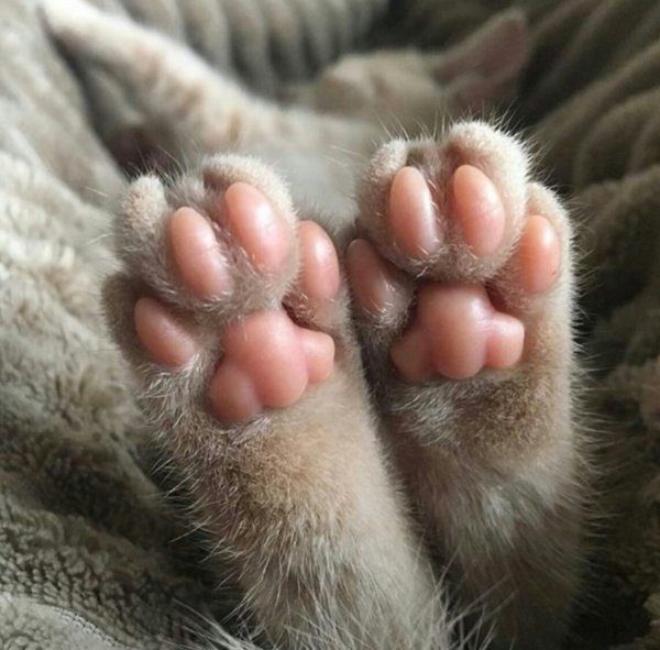 Милые кошачьи лапы