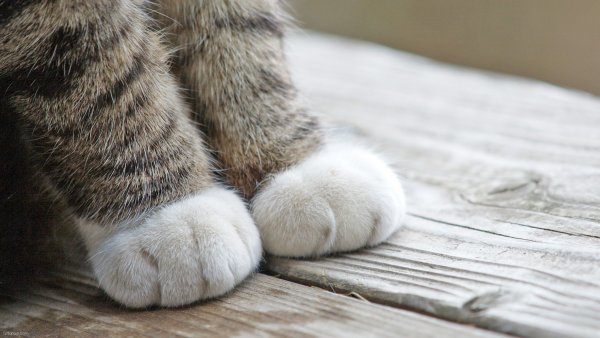 Кошачья лапка