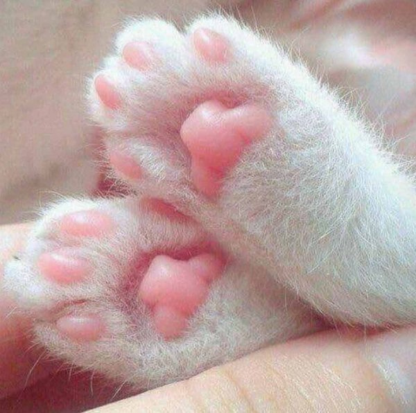 Лапки котят