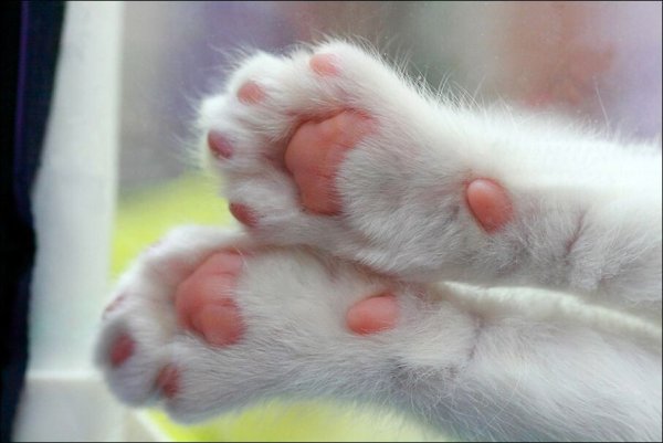 Лапка кота