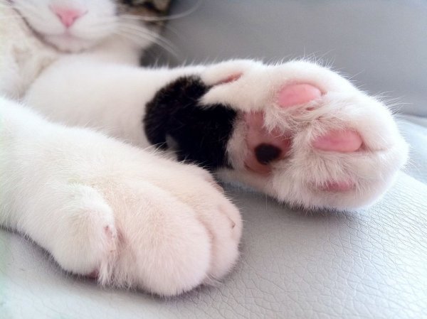 Подушечки кота на лапках