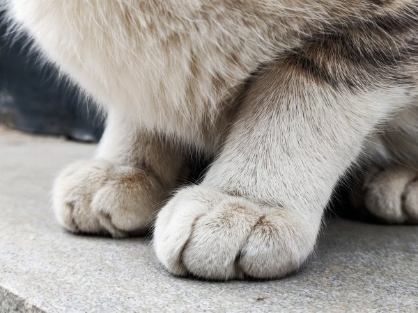 Кошачья лапа