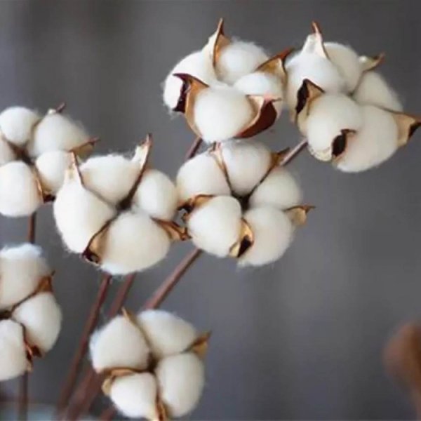 Хлопок цветок