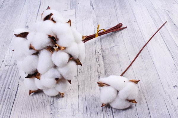 Хлопок цветок